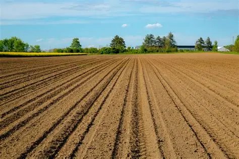 Dijual Sebidang Tanah Sawah